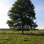 BucketList + Plant My Own Tree = ✓