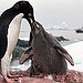 BucketList + See The Penguins In Antartica = ✓