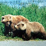 BucketList + Observe Grizzlies In Their Habitat = ✓