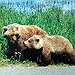 BucketList + See The Grizzlies Feeding On ... = ✓