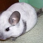 BucketList + Own A Chinchilla = ✓