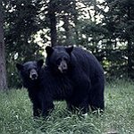 BucketList + See Bears In The Wild. = ✓