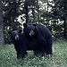 BucketList + See Bears In The Wild. = ✓