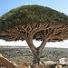 BucketList + Visit Socotra Island In Yemen = ✓