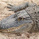 BucketList + Wrestle And Alligator = ✓