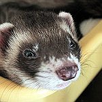 BucketList + Own A Ferret As A ... = ✓