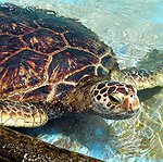 BucketList + Go Swimming With Sea Turtles = ✓