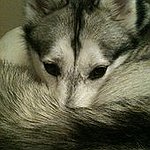 BucketList + Adopt A Siberian Husky Or ... = ✓