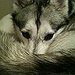 BucketList + Adopt A Siberian Husky Or ... = ✓