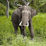 BucketList + Visit An Elephant Sanctuary = ✓