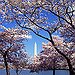BucketList + Visit Japan During The Cherry ... = ✓