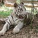 BucketList + Hold A Tiger Cub = ✓