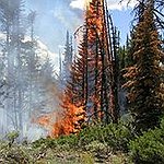 BucketList + Visit Yellowstone National Park With ... = ✓