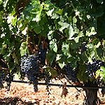 BucketList + Wine Tasting In Napa Valley = ✓