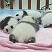 BucketList + Meet A Panda = ✓