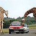 BucketList + Go To African Safari = ✓