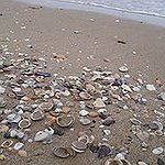 BucketList + Collect Sea Shells On The ... = ✓