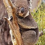 BucketList + Coller En Brazos Un Koala = ✓