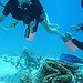 BucketList + Dive In The Great Barrier ... = ✓