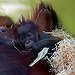 BucketList + Hold A Baby Orangutan = ✓