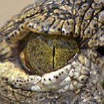 BucketList + Work With Crocodiles And See ... = ✓