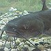 BucketList + Catch A 100Lb Catfish = ✓