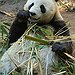 BucketList + See Pandas In Person = ✓