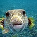 BucketList + Eat Blow Fish = ✓