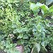 BucketList + Start A Herb Garden = ✓