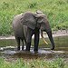 BucketList + Adopt An Elephant. = ✓