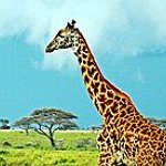 BucketList + Visit The Serengeti. = ✓
