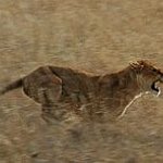 BucketList + Watch Lions Hunt At Night. = ✓