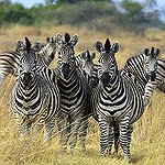 BucketList + African Safari (Goes With #1) = ✓