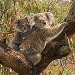 BucketList + Hug A Koala Bear = ✓