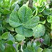 BucketList + Find A 4 Leaf Clover. = ✓