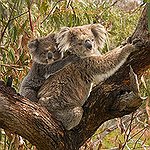 BucketList + See A Koala Bear. = ✓