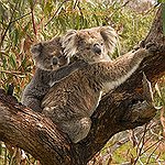 BucketList + See A Koala Bear = ✓