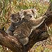 BucketList + See A Koala Bear = ✓