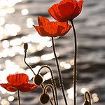 BucketList + Organise A Remembrance Event For ... = ✓