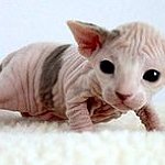 BucketList + Adopt A Sphynx = ✓