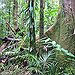 BucketList + Explore A Tropical Rainforest = Done!
