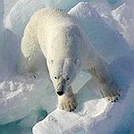 BucketList + See A Wild Polar Bear = ✓