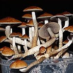 BucketList + Try Magic Mushrooms = ✓