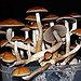 BucketList + Try Magic Mushrooms = ✓
