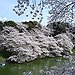 BucketList + National Cherry Blossom Festival - ... = ✓