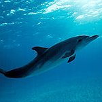 BucketList + Swim With A Wild Dolphin. = ✓