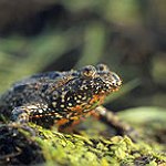 BucketList + Hold A Toad = ✓