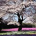 BucketList + Visit Japan For The Cherry ... = ✓