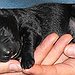 BucketList + Be A Veterinarian = ✓