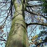 BucketList + Carve Name Into A Tree = ✓